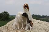 BARZOI 043